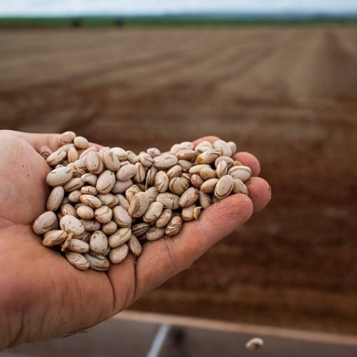 Preços do feijão estão em queda e mercado mantém ritmo lento para os negócios