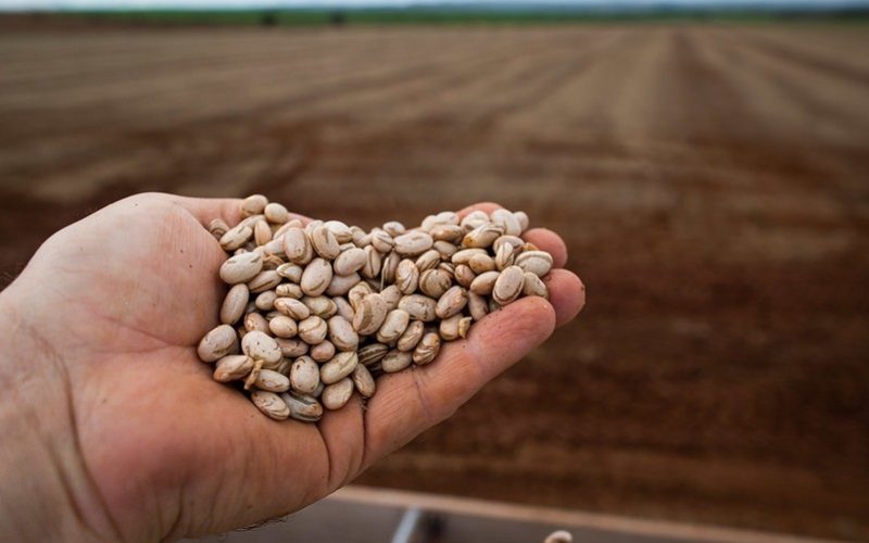 Preços do feijão estão em queda e mercado mantém ritmo lento para os negócios