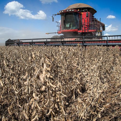 Com pressão de oferta do Brasil, preço da soja cai em Chicago