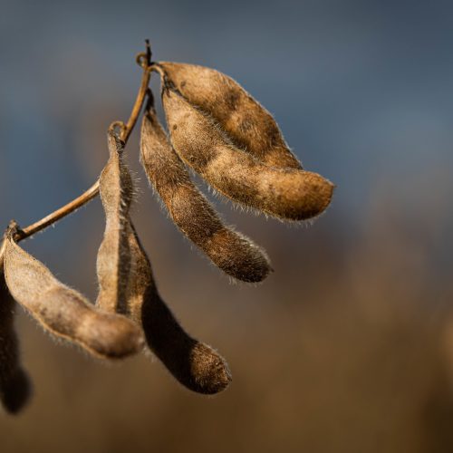 Pressão de oferta provoca nova queda no preço da soja em Chicago