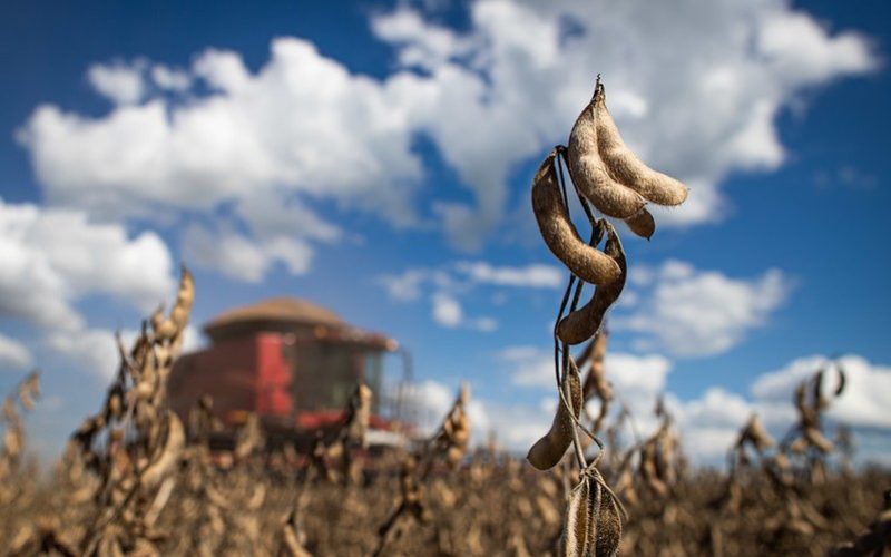 Soja recua em Chicago com avanço da colheita no Brasil