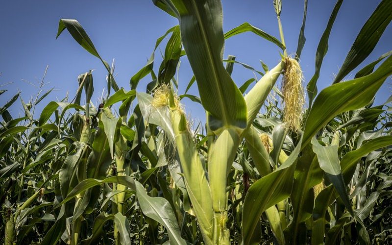 Preço do milho cai mais de 3% em Chicago com previsão de safra recorde nos EUA