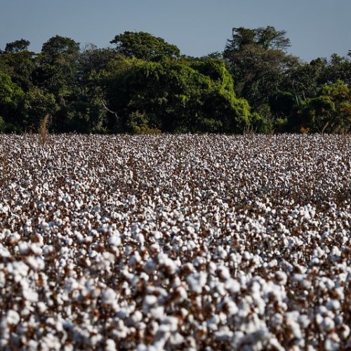 Produção de algodão deve cair quase 10% na safra 2025/26, diz associação