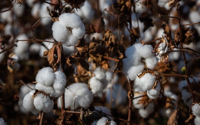 Preços do algodão seguem em queda com maior oferta e pressão compradora