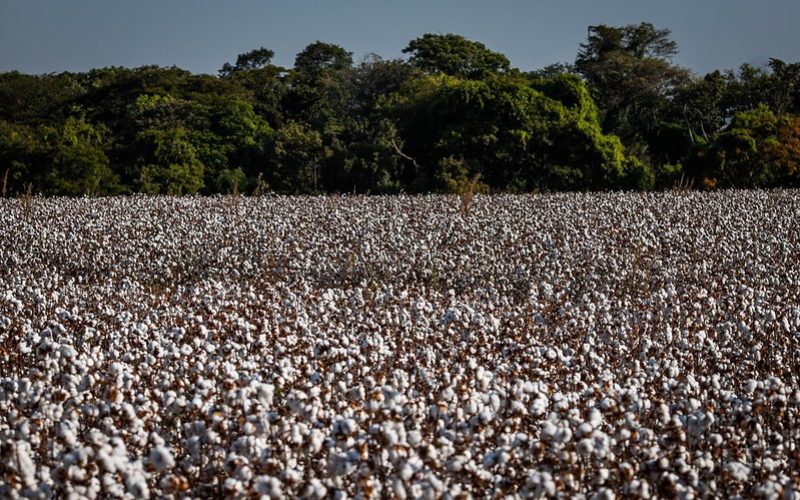 Custos de produção registram alta em Mato Grosso
