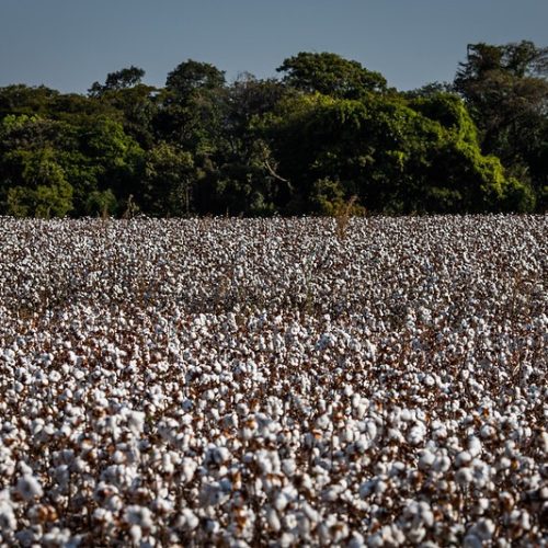 Custos de produção registram alta em Mato Grosso