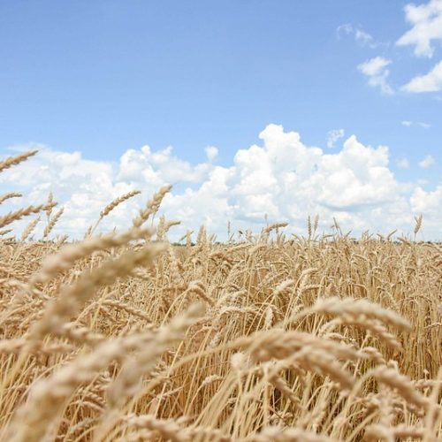 Produção de trigo na Rússia é revisada para cima após colheita recorde na Sibéria, diz consultoria
