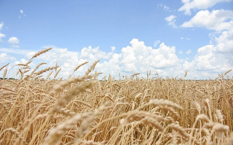 Produção de trigo na Rússia é revisada para cima após colheita recorde na Sibéria, diz consultoria