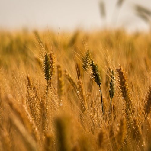 Preço do trigo se valoriza em vários Estados com a alta do dólar