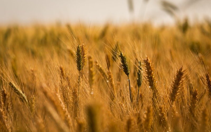 Preço do trigo se valoriza em vários Estados com a alta do dólar