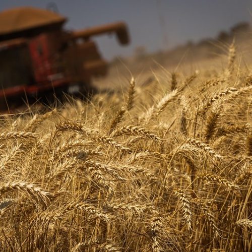 Preços do trigo sofrem novas quedas no Brasil