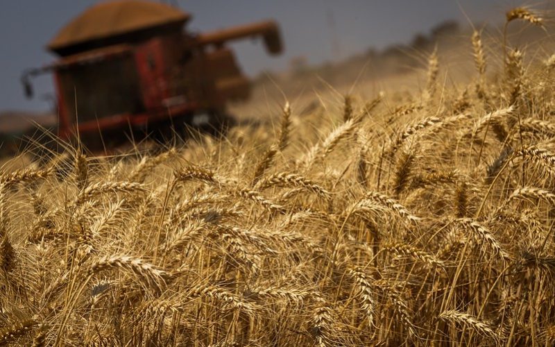 Preços do trigo sofrem novas quedas no Brasil