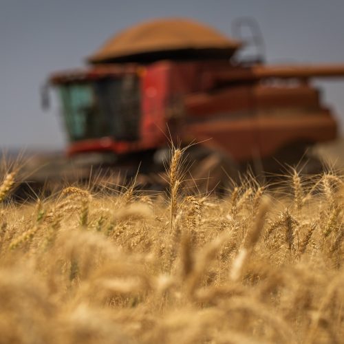 Trigo sobe mais de 2% em Chicago após piora das lavouras nos EUA