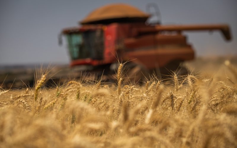 Trigo no RS entra na fase final do ciclo com bom potencial produtivo, mas clima ainda preocupa