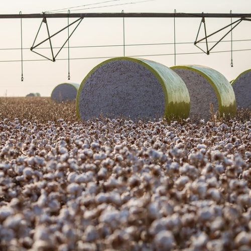 Algodão sofre pressão baixista com produção maior e consumo desaquecido