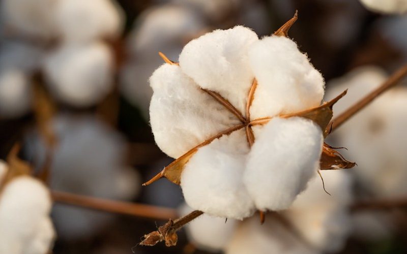 Preços do algodão no Brasil são os menores desde outubro de 2020