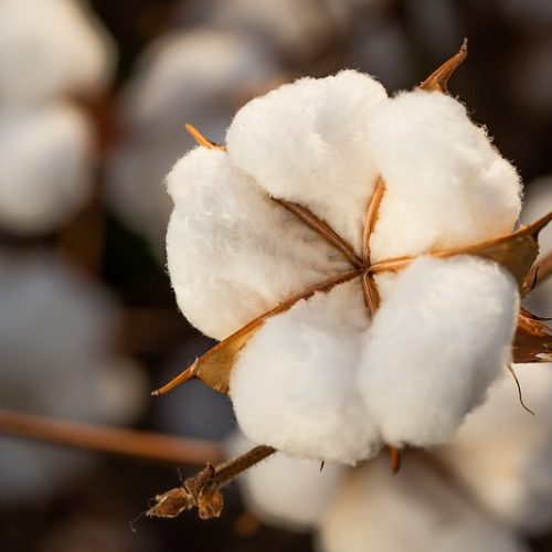 Área de algodão será maior nos EUA, mas produção deve cair na safra 2026/27