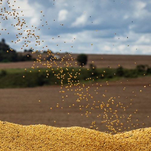 Preços da soja caem em Chicago com redução das vendas nos EUA