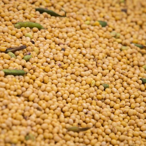 Mesmo com pressão de produtores dos EUA, China ainda não deve comprar soja americana