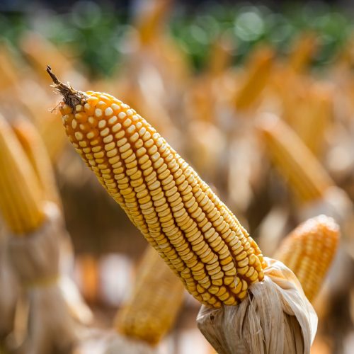 Queda no preço do milho perde força no mercado brasileiro