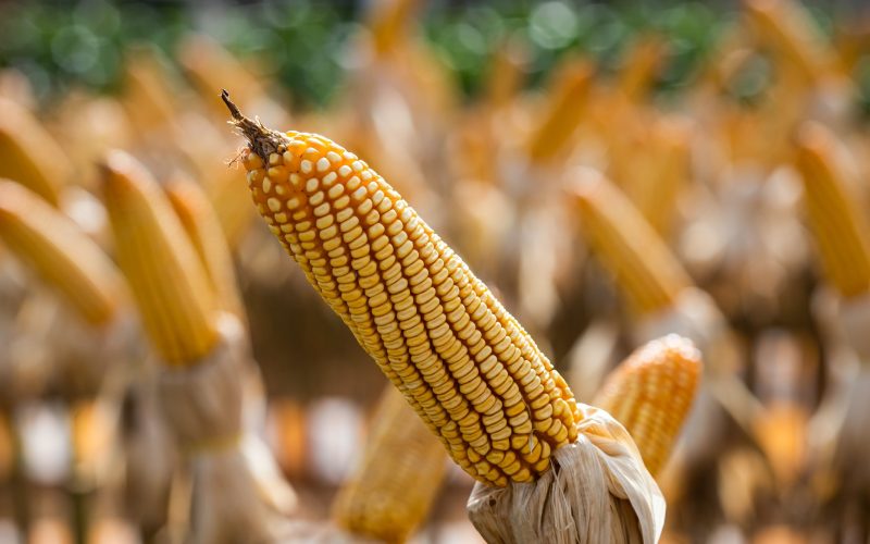 Queda no preço do milho perde força no mercado brasileiro