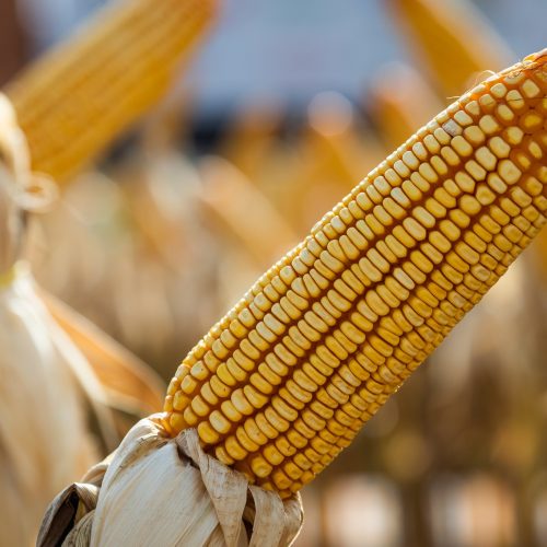 Milho e trigo sobem em Chicago após projeção de área menor na safra americana