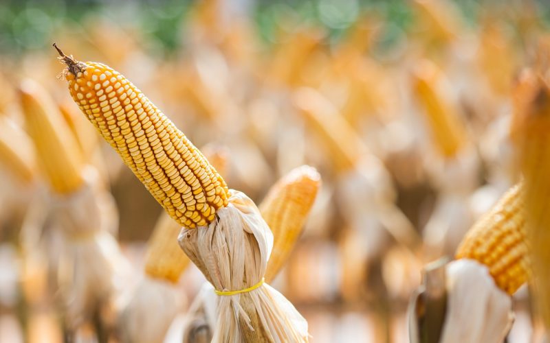 Preço do milho segue em queda no mercado brasileiro