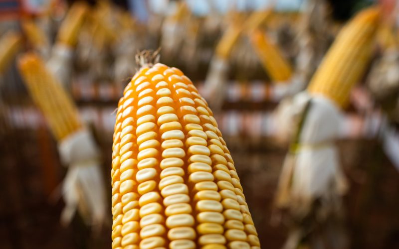 Preços do milho aumentam com oferta limitada no mercado doméstico