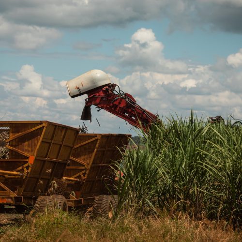 Usinas citadas em operação por elo com PCC processam 2,5% da cana do Centro-Sul, diz BTG