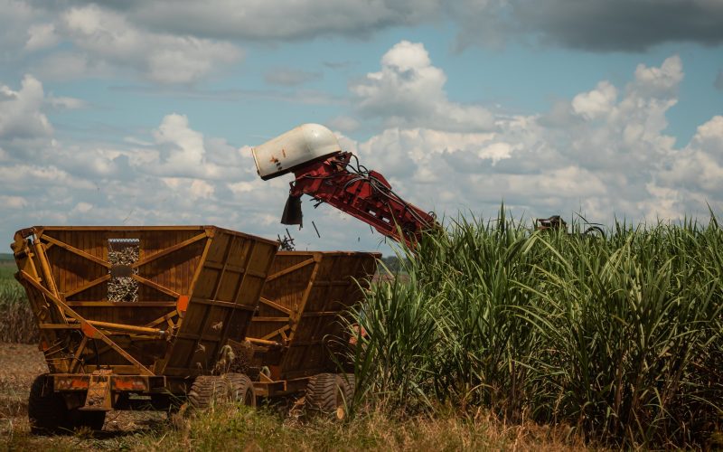 Preços do açúcar começam novembro em queda, enquanto etanol se mantém firme