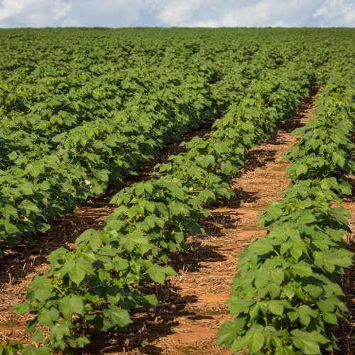 Preços do algodão recuam nos mercados interno e externo