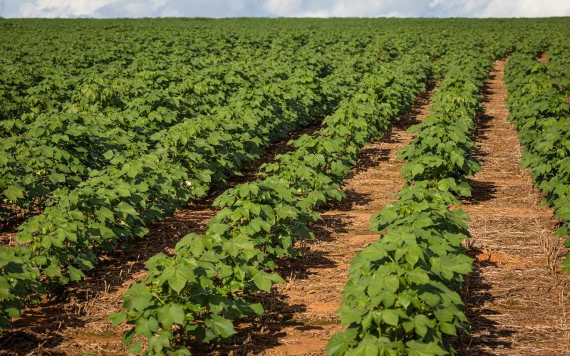 Preços do algodão recuam nos mercados interno e externo