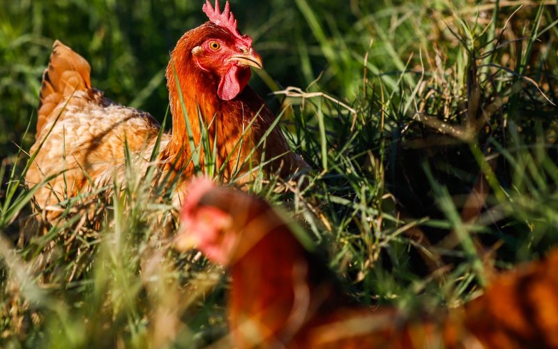Novo caso de gripe aviária é detectado em aves domésticas de Acorizal (MT)