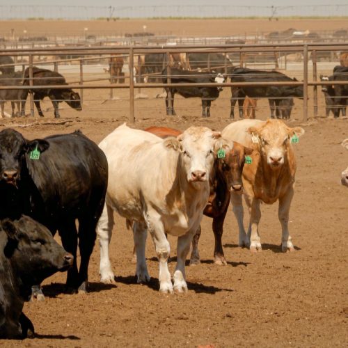 Governo dos EUA trabalha para reduzir preço da carne bovina, diz agência
