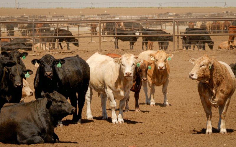 Governo dos EUA trabalha para reduzir preço da carne bovina, diz agência