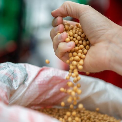 Preço da soja avança em Chicago após ajustes técnicos