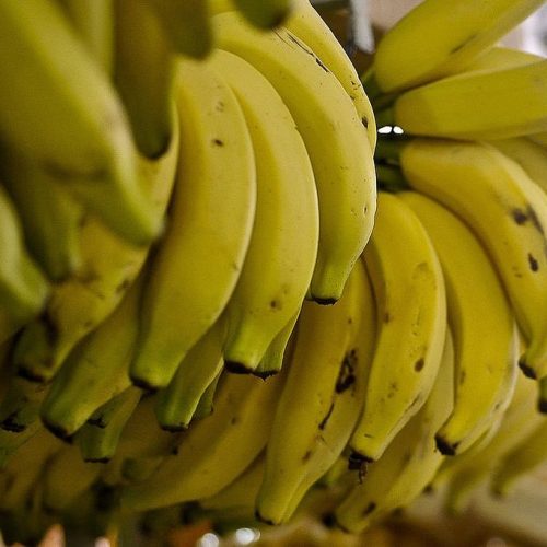 Importação de banana do Equador preocupa produtores brasileiros; ouça o comentário