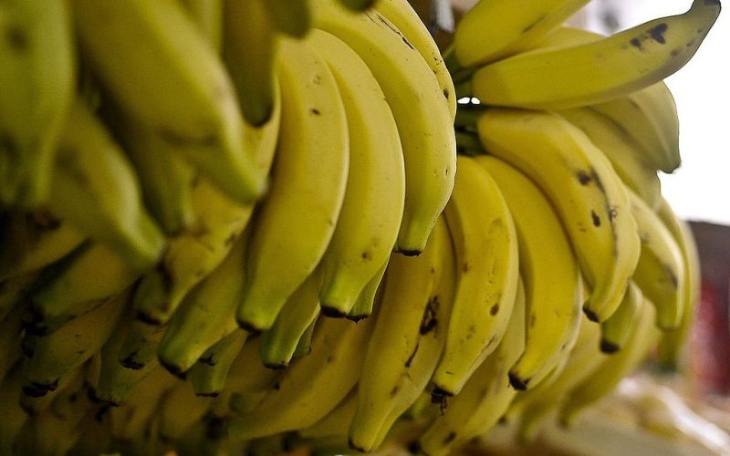 Importação de banana do Equador preocupa produtores brasileiros; ouça o comentário