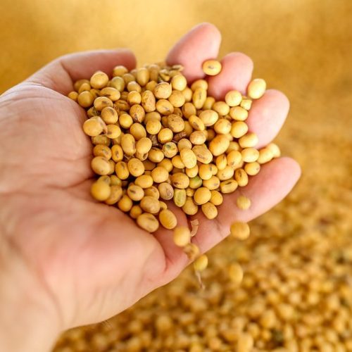 Soja, milho e trigo abrem o dia em alta na bolsa de Chicago