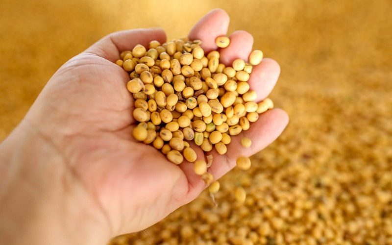 Soja, milho e trigo abrem o dia em alta na bolsa de Chicago