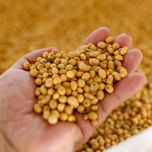 Soja sobe na abertura da bolsa de Chicago