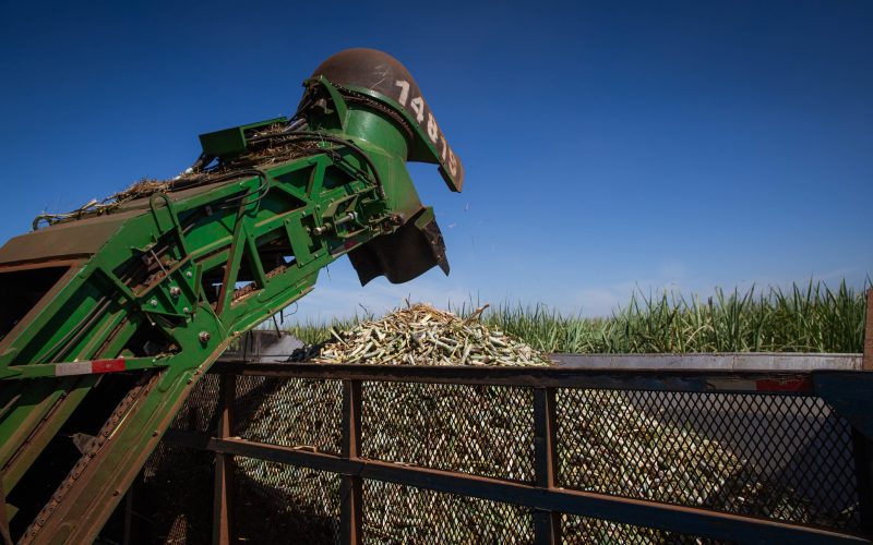 Processamento de cana aumenta na segunda quinzena de setembro