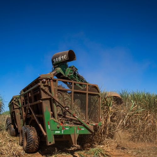 Centro-Sul deve produzir menos açúcar nesta safra, diz CEO da São Martinho