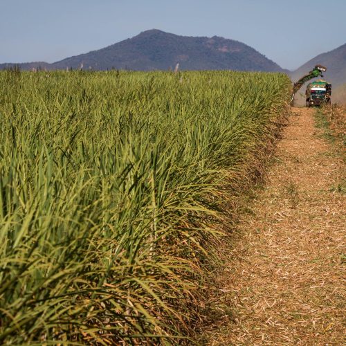 Safra de cana no Nordeste deve cair 5% em 2025/26