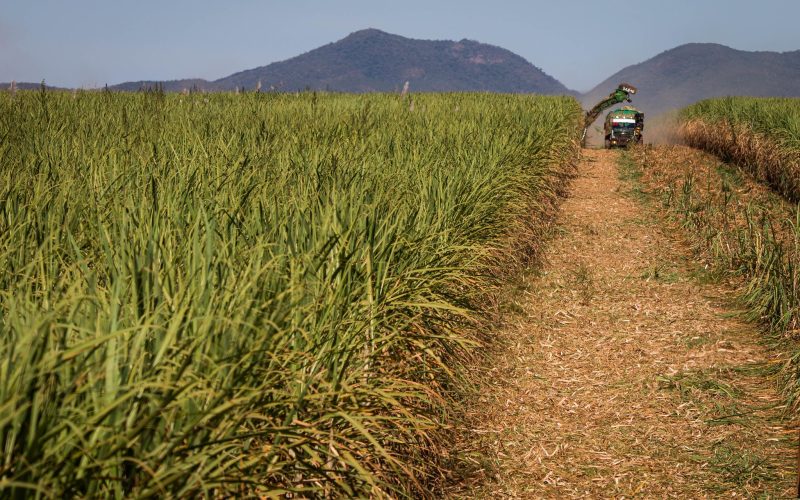 Safra de cana no Nordeste deve cair 5% em 2025/26