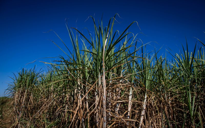 Produção de açúcar e etanol caiu na primeira quinzena de maio