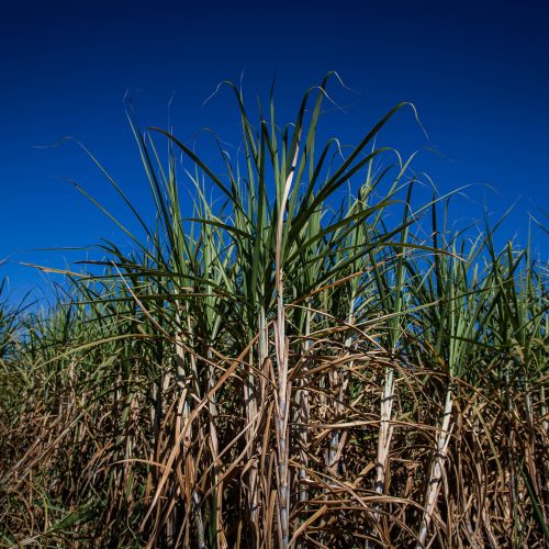 Café, aves, etanol e açúcar são os que mais podem ganhar com acordo Mercosul-UE