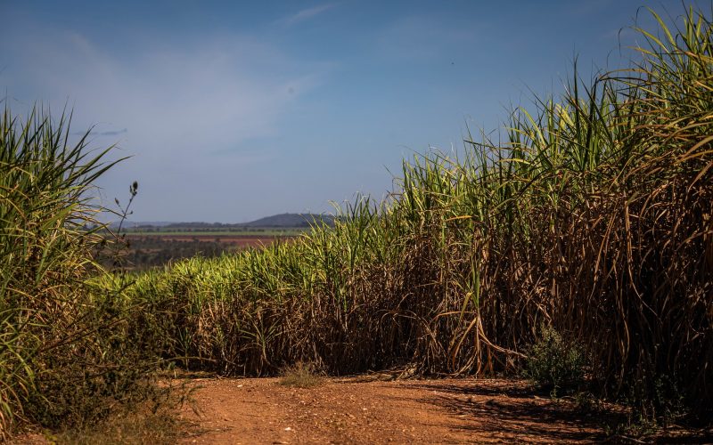 Moagem de cana diminui 9% no Norte-Nordeste na safra 2025/26
