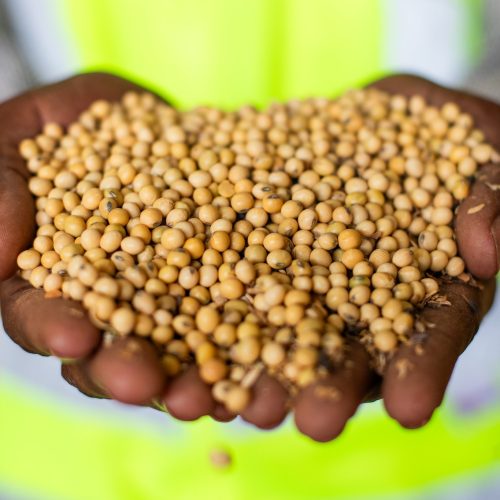 Soja recua em Chicago, mas fecha semana com saldo positivo