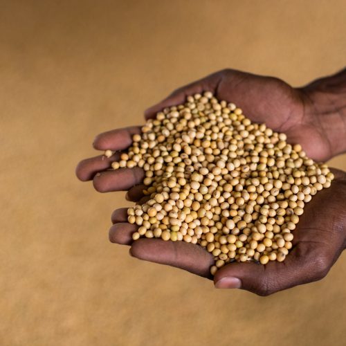 Sem subvenção para seguro da soja, produtores são cobrados e reclamam